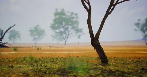 Atmospheric Hazy Arid Landscape with Sparse Trees and Slow Pan