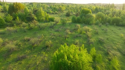 Park Hill Green View Gartenlandschaft Sommer Berge Pflanze