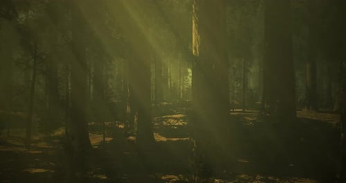 Sunlight Filters Through Trees in a Tranquil Forest Setting During Dusk