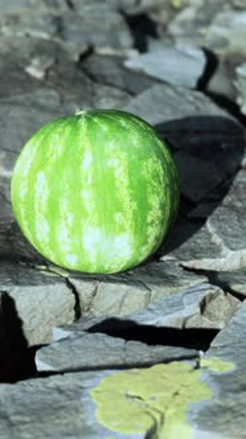Watermelon Fruit Berry on Rocky Stones