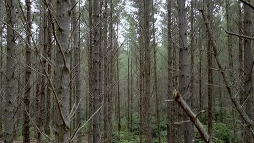 Aerial ascending in a pine tree forest