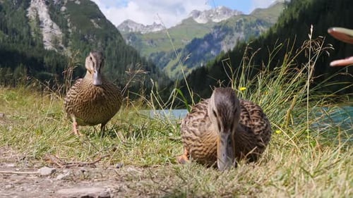 Duck Resting on Grass with Alpine Mountains in the Background