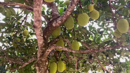 Fresh young green jackfruit hanging on the tree