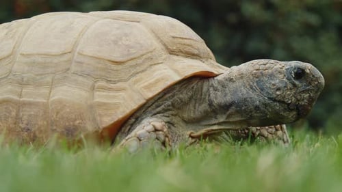 Halifax Zoo Ancient Turtle Enjoys The Grass During A Peaceful Walk Outdoors
