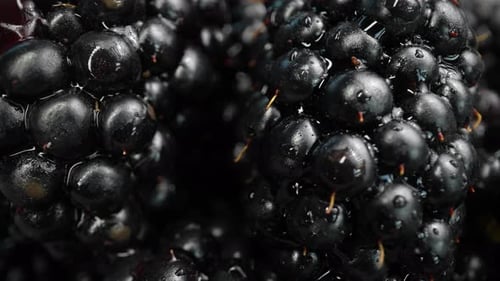 Close-Up of Fresh, Ripe Blackberries