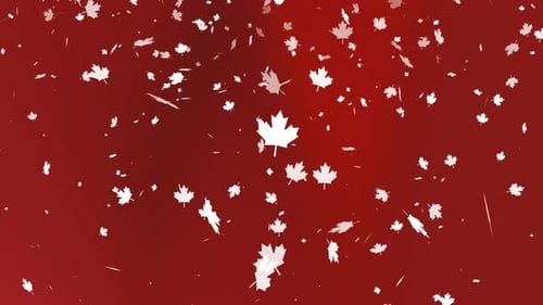 Les feuilles d'érable blanches tombent sur fond rouge