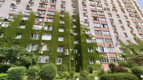Green Building with Plants Growing on the Facade Wall of a House Covered with Common Ivy Vertical