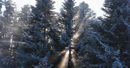 Forest Winter Wonderland Nature Landscape Scenery