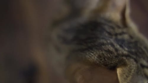 Gros plan d'un chat du Bengale reniflant la caméra.