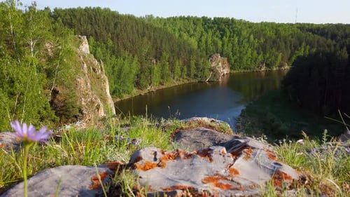 Floral Riverbank Serenity Mountain Scenery Behind Blooms