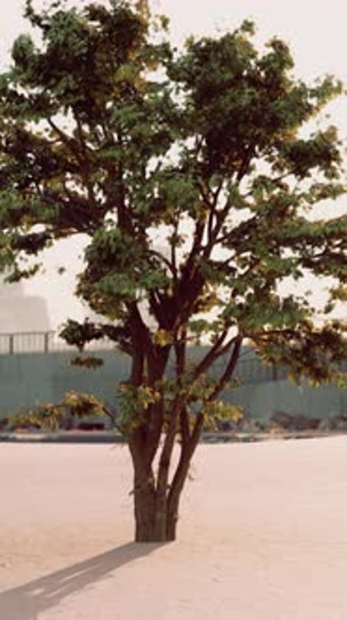 Lone Tree Standing in Sandy Desert