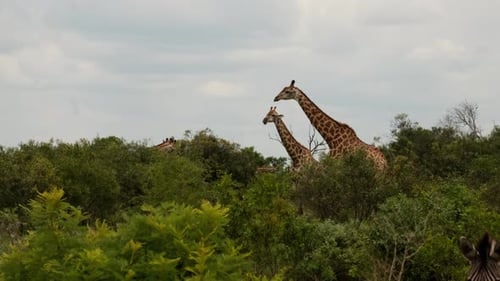 Giraffe steht hoch zwischen den Bäumen