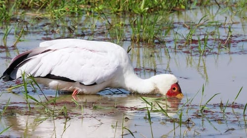 Yellow Billed Stork Mycteria ibis Foraging in Pond Ol Pejeta Conservancy Kenya.