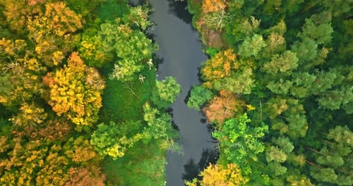 Top down view of river and forest in autumn.