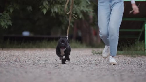 Dog Walk with Happy Black and White Dog