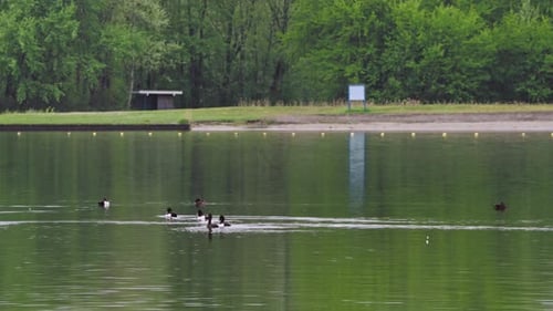 Flock of tufted ducks swimming in lake pond near forest shore.