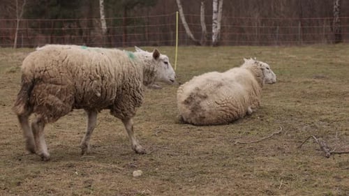 Sheep Grazing in a Rural Outdoor Setting