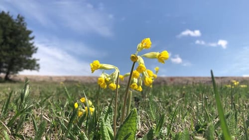 Beautiful yellow flower in the center of green meadow, close up