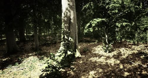 Sunlight Filters Through Trees in a Lush Forest During Late Afternoon