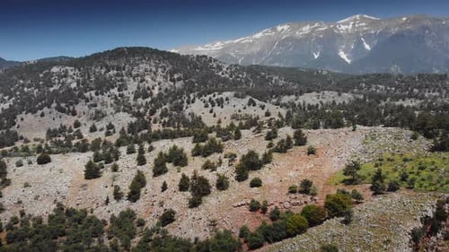 Plants on mountain landscape
