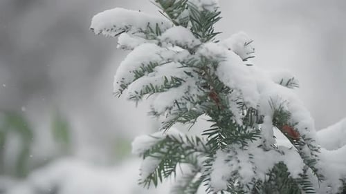 Snow Covered Pine Tree Branch in Winter