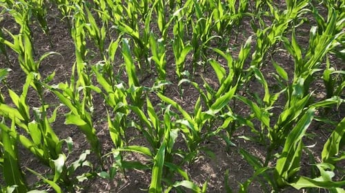 Lush Green Cornfield Low Aerial View Neat Rows of Growing Maize