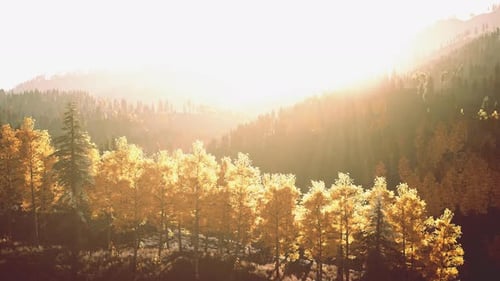 Golden Sunlight Over Autumn Forest Landscape