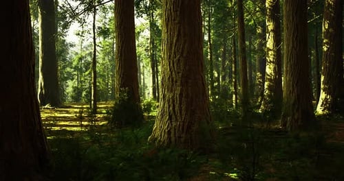 Tall Trees Create a Tranquil Forest Environment During Daylight Hours