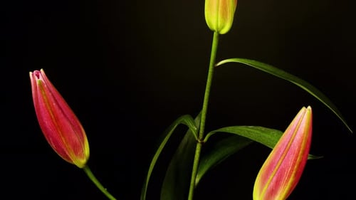 Pink Lily Flower Blooming Time Lapse