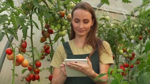 Agribusiness Owner Checking Tomatoes Quality with Technological Tablet in Farm