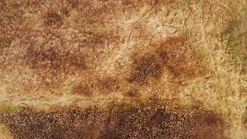Top Down Aerial View of Autumn Landscape Yellow Orange Natural Background Dried Grass Bushes and