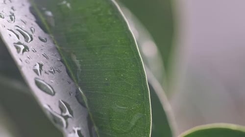 Macro Video of Green Leaves with Dew Drops Summer Concept Forest Trees Forest Rain Freshness