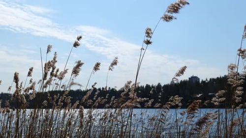 water reeds waving in a wind with blurry lake scenery on background
