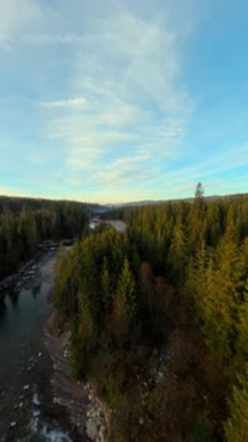Herbst, Wald, Natur, vertikales Video, FPV-Drohne, aus der Luft, immergrüne Fichte, Kiefer