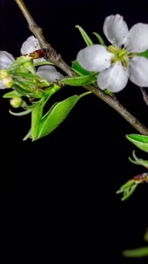 Time-lapse vertical en fleurs de cerisier - 2K