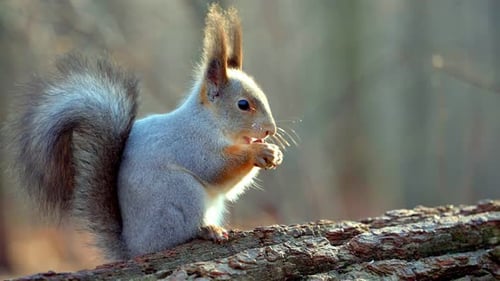 Close-up of a fluffy Eurasian squirrel eating a nut in the autumn forest.