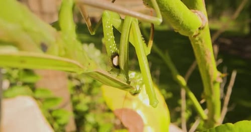 The green giant praying mantis.