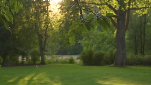 Clip au ralenti de mouches et de moustiques en soirée survolant une pelouse. Soleil de l'après-midi avec du ra