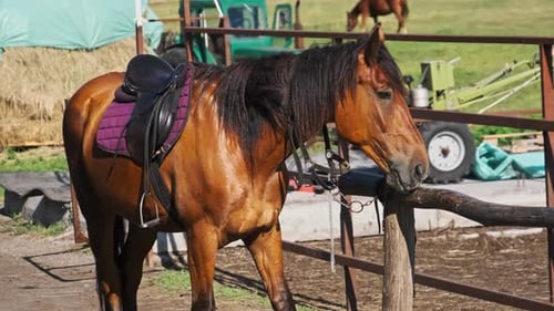 Brown Horse Standing Near a Wooden Fence