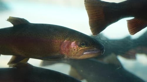 La posición de sujeción de la trucha arcoíris es una suave corriente de agua dulce, aislada bajo el agua de cerca