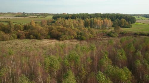 AERIAL: Flying Over Forest During Sunny Autumn Day in Countryside Village