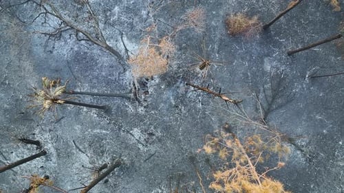 Black Dead Vegetation Burnt Down After Forest Fire Destroyed Florida Jungle Woods