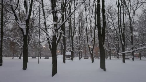 Snowing in the Public Park
