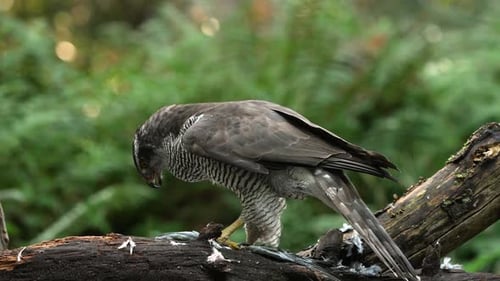 Close up shot of wild Northern Goshawk perched on branch and eating prey after hunt, slow motion