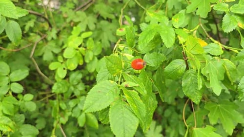 Ripe red rosehip berry on a green bush
