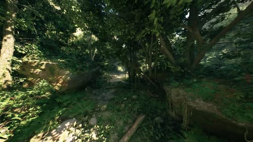 Sacred Forest Ambiance Serene Woodland Scene with Dappled Sunlight