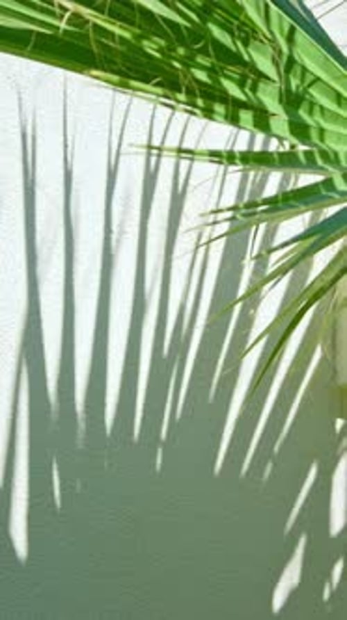 Shadow From Tropical Palm Trees on the Wall