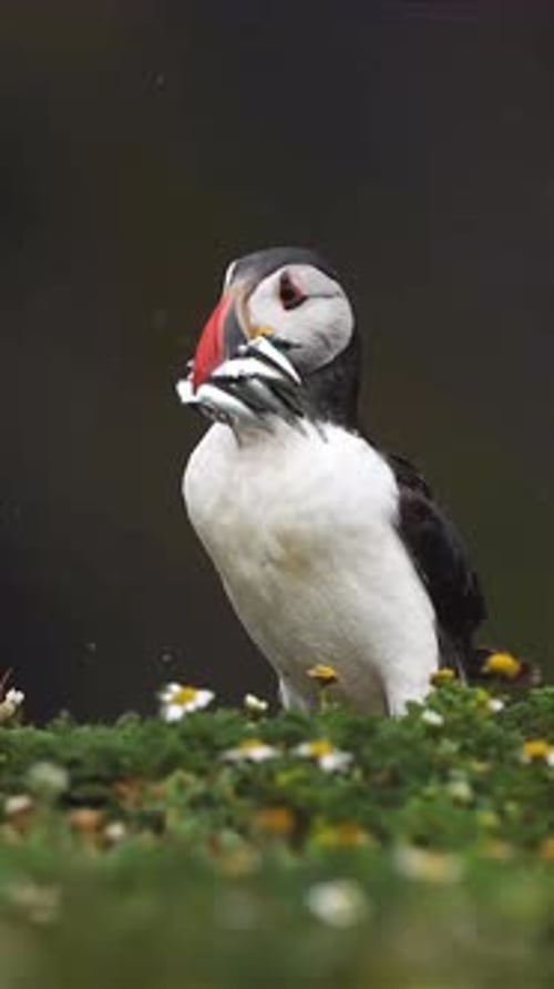 close up of a puffin eating fish in its beak and walking in the park
