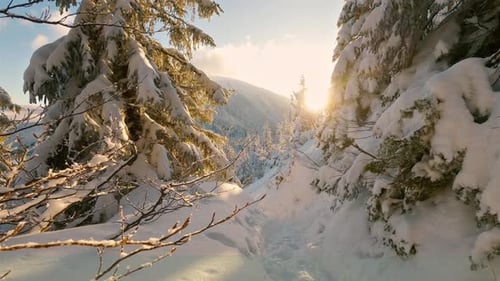 Walk in Winter Wonderland with Snowy Trees in Frozen Mountains