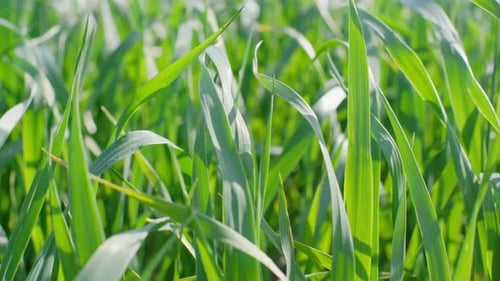 A Closeup of a Wheat Field Growing Grain Crops Cultivation of Fresh Green Rye Plants
